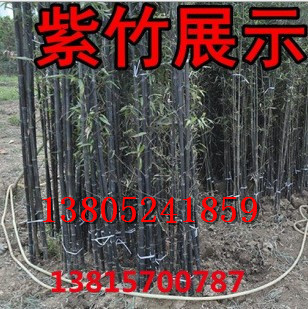 庭院  綠化植物 四季常青 批發紫竹，青竹 金鑲玉竹 慈孝竹 毛竹