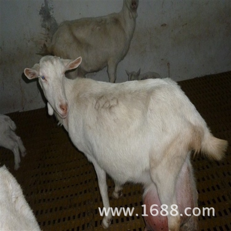 奶山羊价格查询多少钱一斤本人有奶山羊出售日产奶十斤奶山羊视频