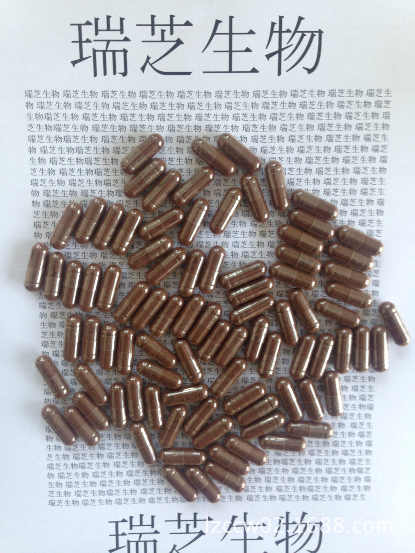 灵芝孢子胶囊 破壁灵芝孢子粉胶囊 破壁率99% 低温破壁