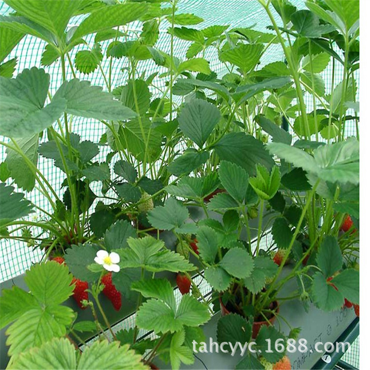 果树-盆栽草莓苗的种植方法 基地直销盆栽草莓