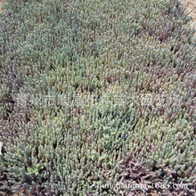 �޸������޸��ݻ��ˌ��������߾����M�˼t�~������������