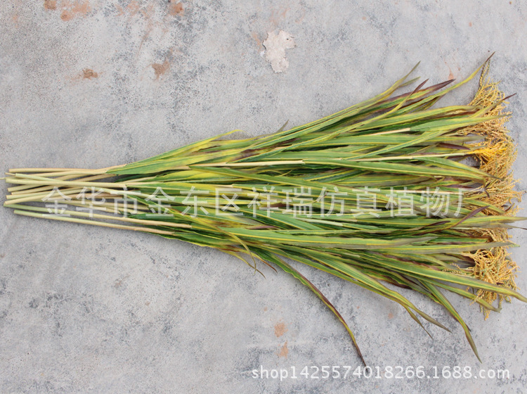 XRB-149 单枝秋色水稻7