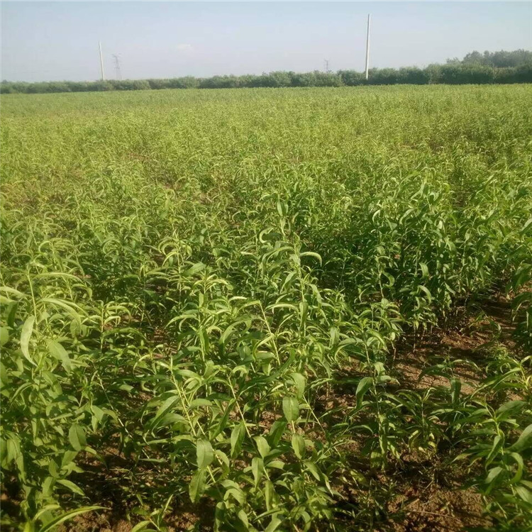 QQ图片20161004100042