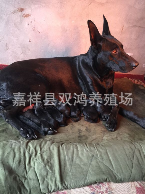 诚一中华黑狼犬养殖-