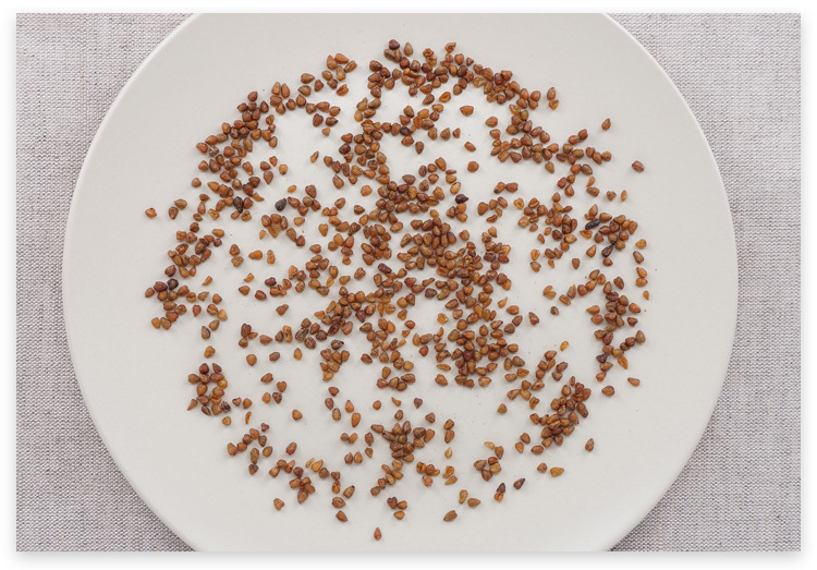 Black Tartary Buckwheat Tea Hei Ku Qiao Loose Grain 500g for Hot Water Infusion quality and texture