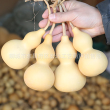 聊城葫蘆種植基地大量批發天然工藝葫蘆 白皮葫蘆價格低質量優。