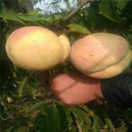 映霜红桃桃树苗 河南地区晚熟桃品种 沂蒙霜红桃 可留果至11月