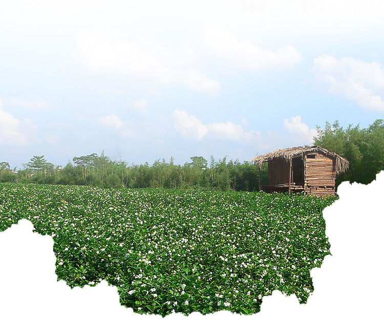 香型 新鲜茉莉花苞茶叶干花新茶孕妇花草茶罐