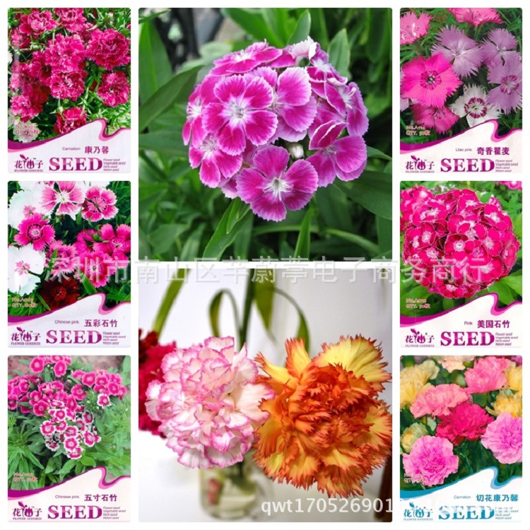 常夏石竹 常夏石竹价格 最新常夏石竹批发报价 种苗花卉网