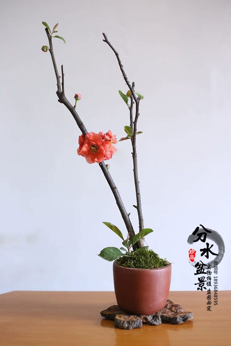 海棠1