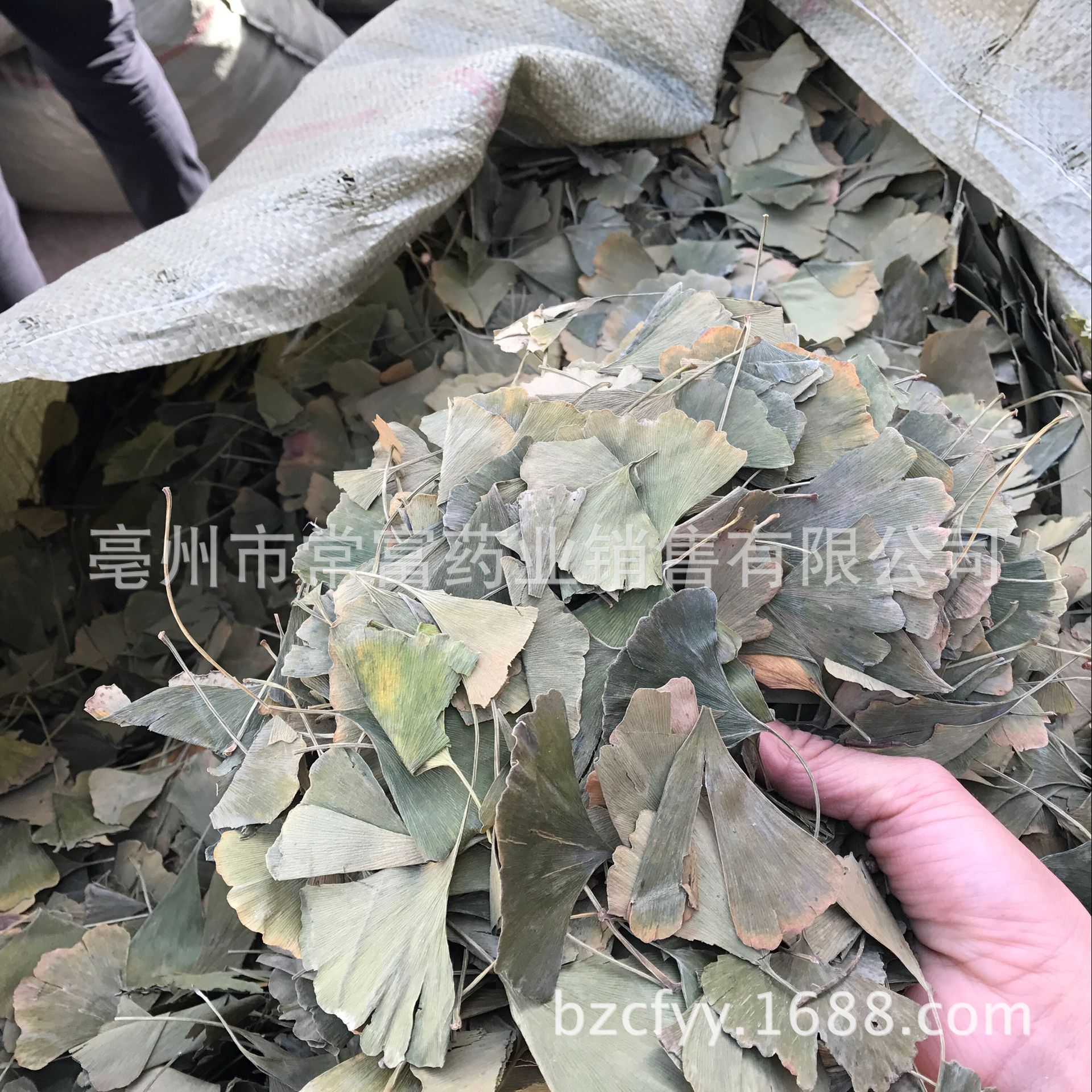 Ginkgo Leaf Tea Yin Xing Ye Dried Ginkgo biloba Leaves Triangular Teabags Fresh Green Cut Leaf 500g quality and texture