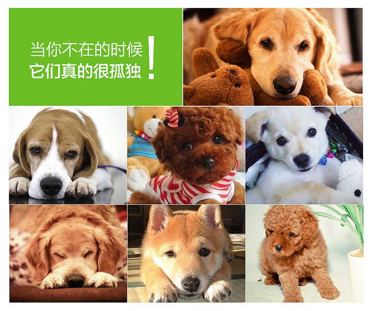宠物玩具球 磨牙发声玩具 宠物用品 猫狗狗玩具 厂家批发详情9