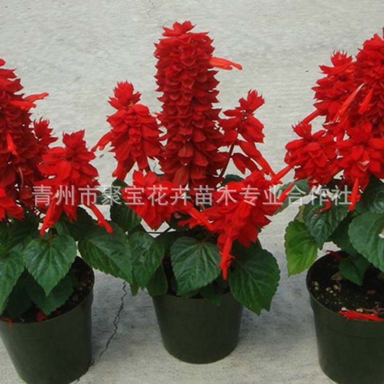 串红盆栽,串红西红柿,盆栽_大山谷图库