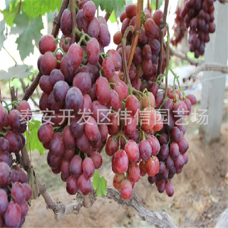 果树-供应嫁接新品种葡萄苗美国红提口感好 产