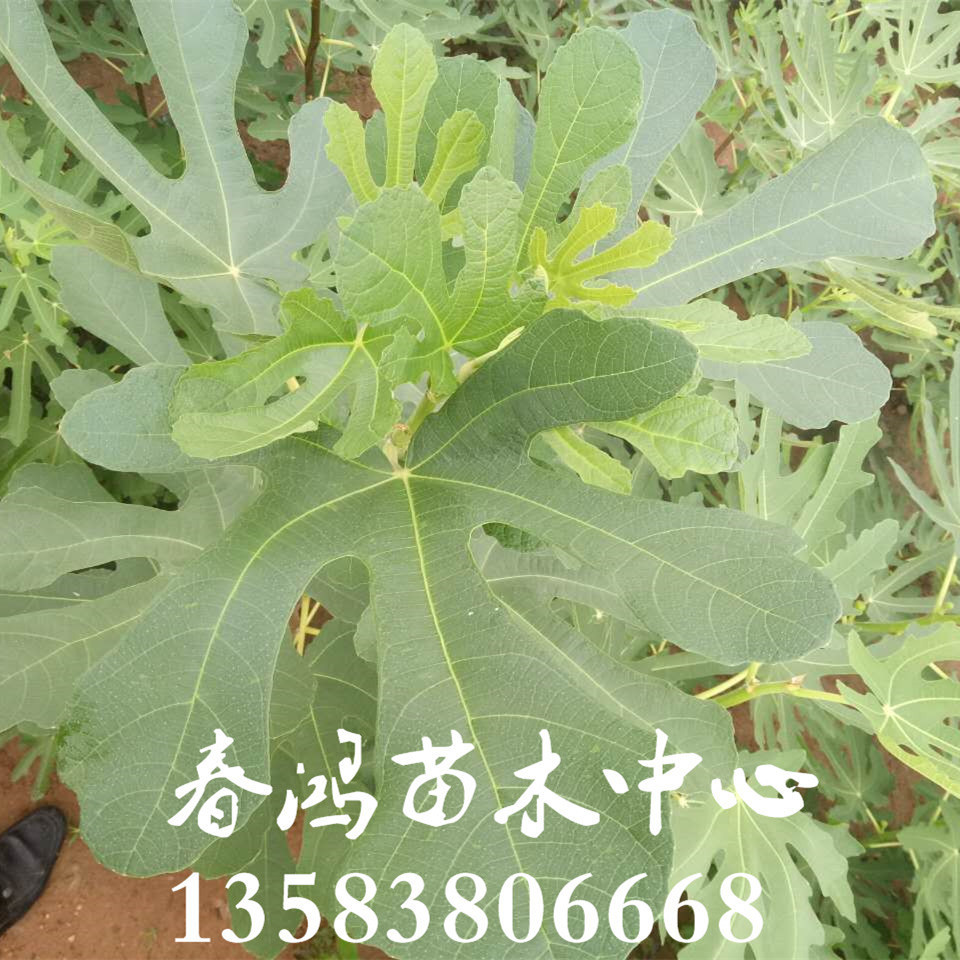 無花果2_副本_副本