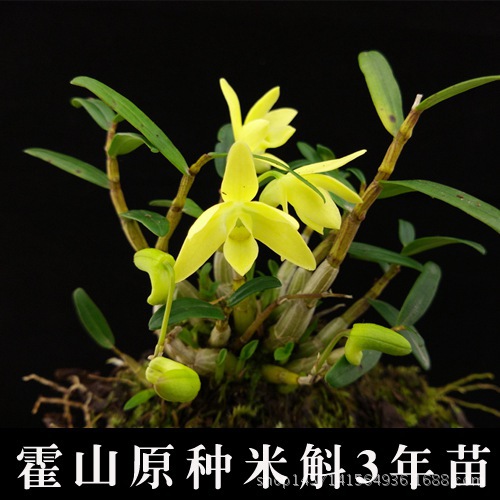 奇植牌霍山石斛