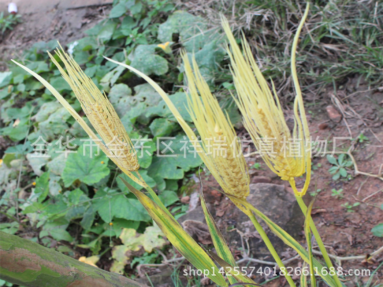 XRB-137 单枝小麦6叶1穗1米6