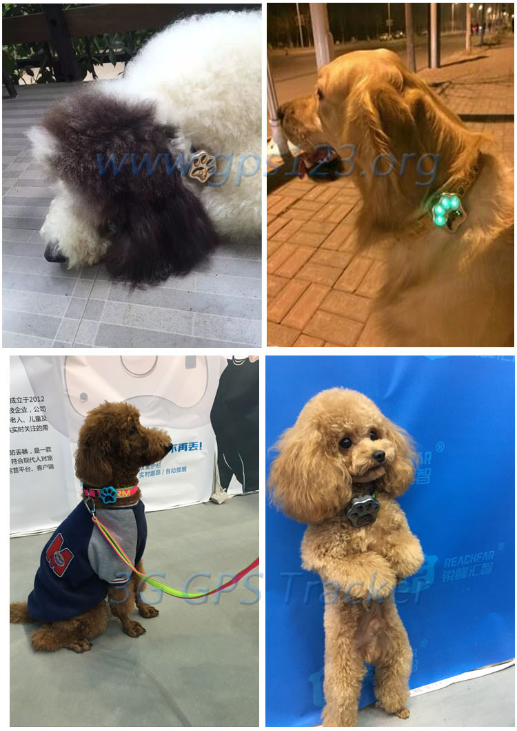 宠物定位器-V40-中文_23