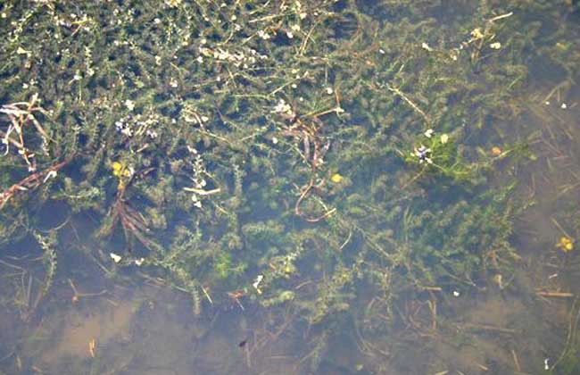 龙虾池水草种植方法 阿里巴巴商友圈