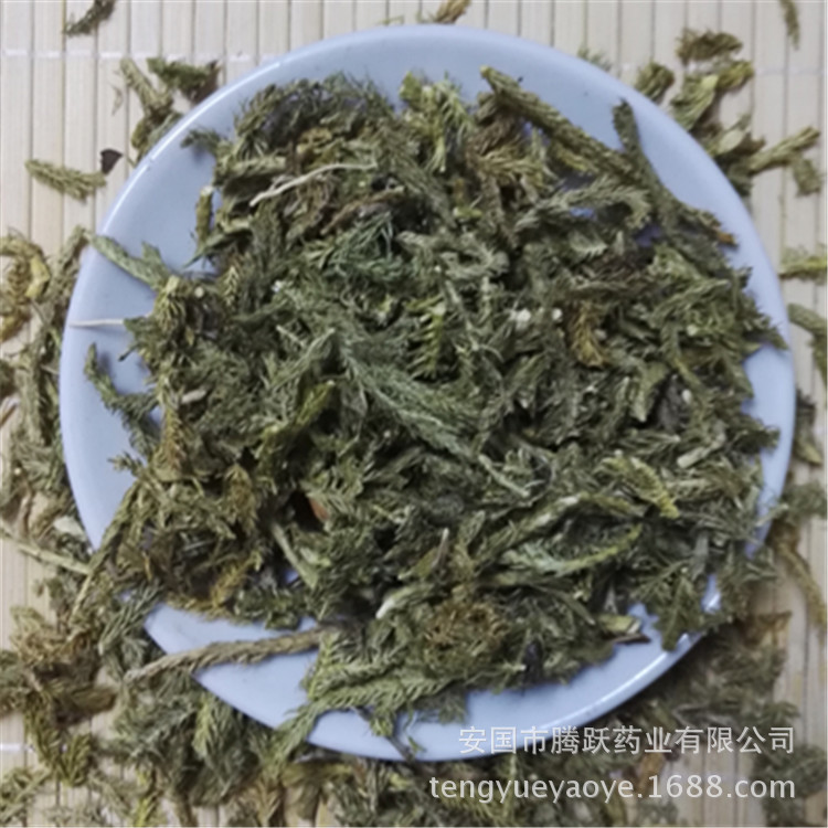 Dried Lycopodium Herb Shen Jin Cao Whole Herb Traditional TCM Botanical Wholesale key features