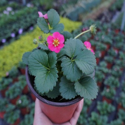 低价批发盆栽四季草莓 优质奶油草莓苗 四季结果 红花草莓苗|ms