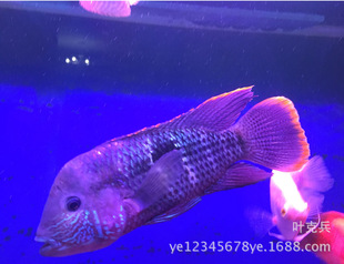 �Ꭷ�^�p�~���l�tβ�ʹ��~����ʹ��~�����~ �{��ʯ�~