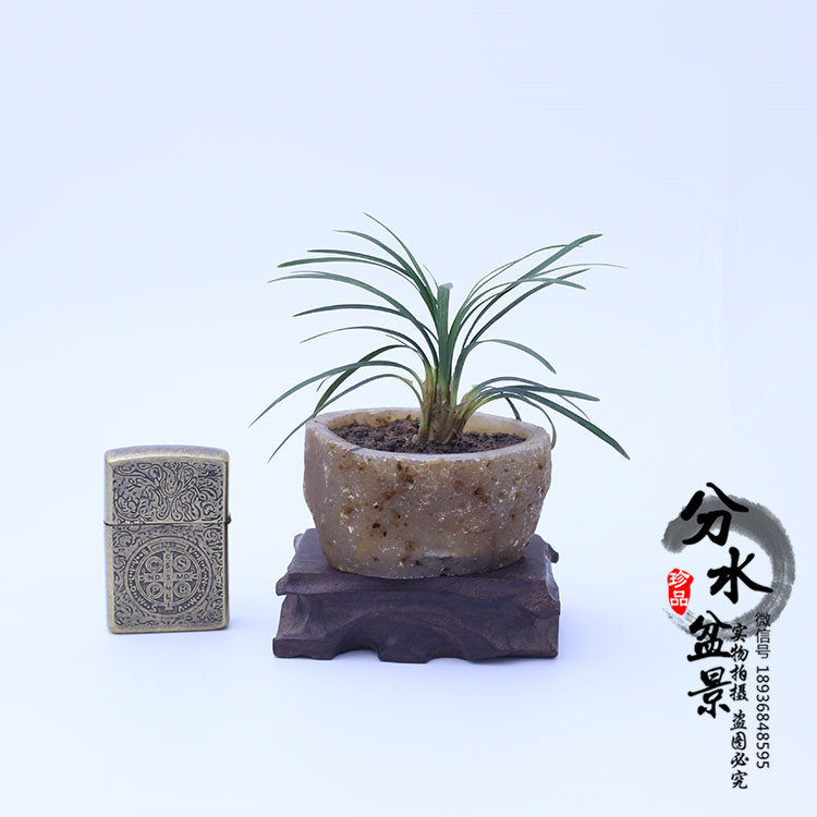 矮化麦冬草 2