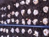 芝因美大別山靈芝菌棒（重約1kg） 靈芝種苗 靈芝種苗