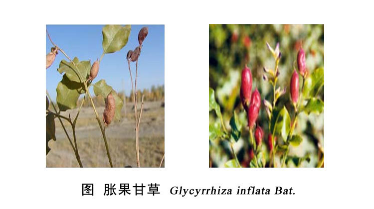 胀果甘草(1)
