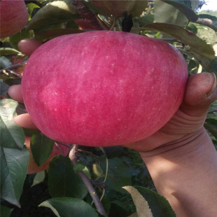 m9t337�����O���� ��������t�O�����������u �辰�t���O��С��