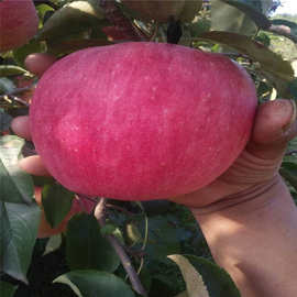 m9t337矮化苹果苗 北京中秋红苹果苗哪里有卖 盆景红肉苹果小苗