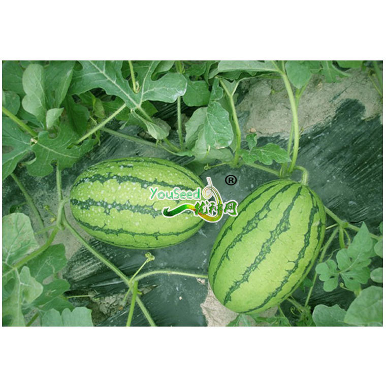 包邮批发 京秀小型西瓜种子—5克 基地 蔬菜种子