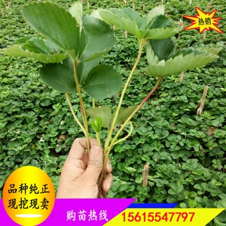 达赛草莓苗价格 法兰地草莓苗批发 基地常年供应章姬草莓苗.