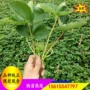 常年基地法兰草莓苗