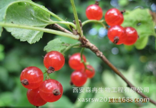 醋粟1