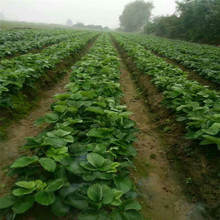 山東草莓基地供應好草莓苗 量大從優  紅顏草莓苗批發