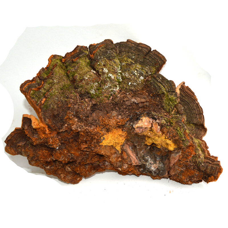 灵芝之家云南松针层孔菌松针灵芝产地大货批发保健天然天然养生