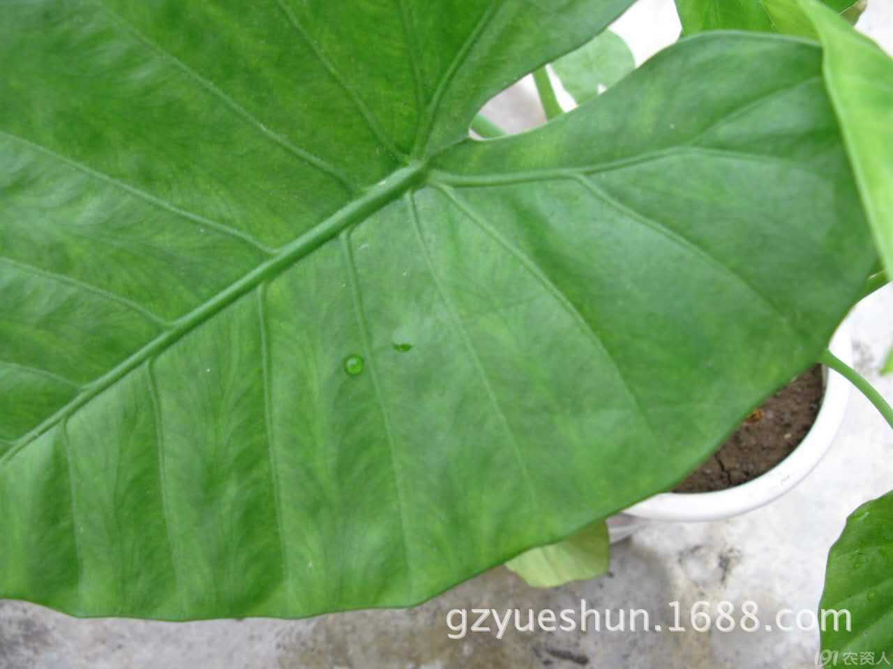 优势供应 叶面肥铺展润湿剂