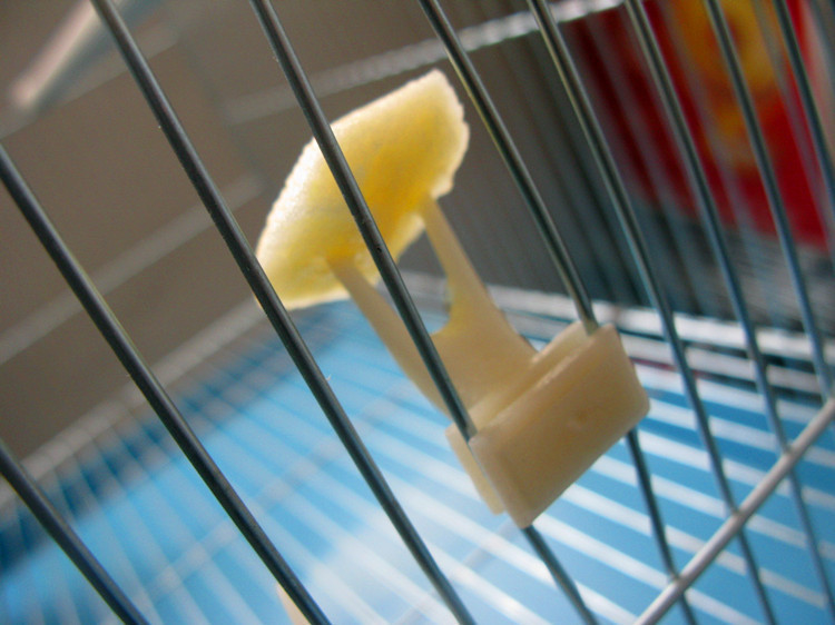 Birds Fruit fork parrot Myna Thrush Myna Plastic cage appliance Supplies cage parts