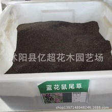 批发蓝花鼠尾草种子 蓝萼 粉萼树苗101工程用草花否/树苗种子101