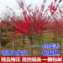 ���l�t÷�� ����ԭ���t÷С����箔���_���ɻ�����󃞻�