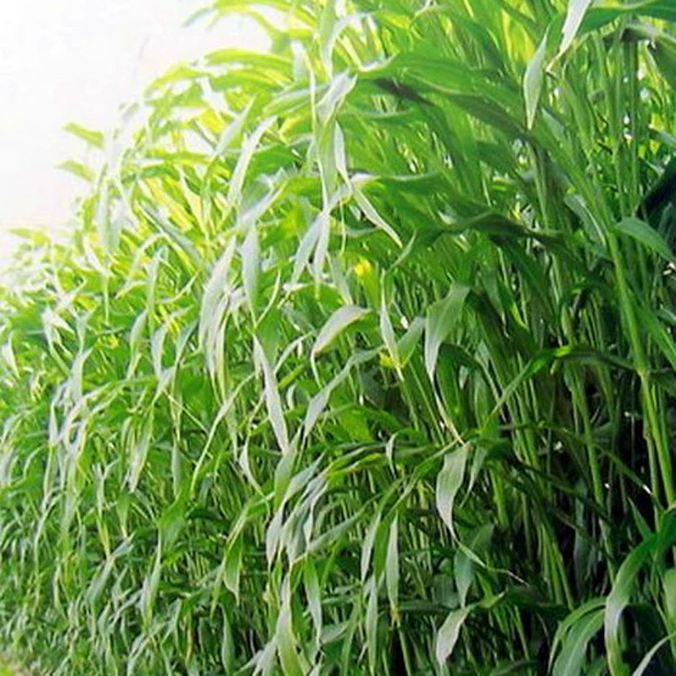 Нет Awn Brome семена свинья овца Крупный рогатый скот курица травы сорта полное большое количество скидка может быть оплачена при доставке