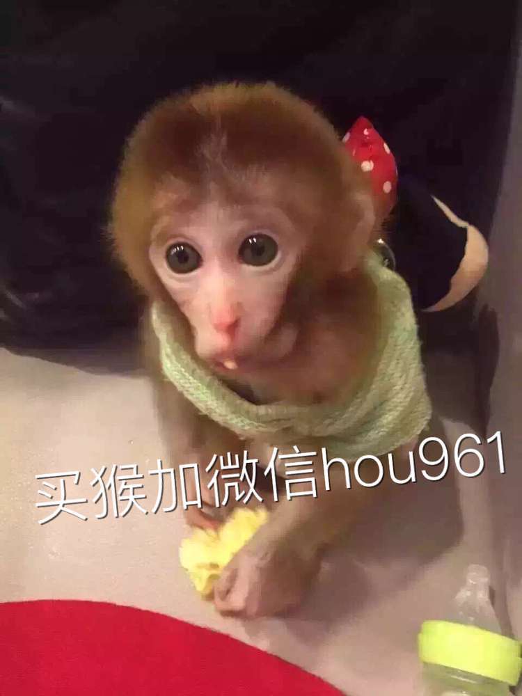 狗-宠物猴幼崽活体-狗尽在阿里巴巴-黄光裕国有