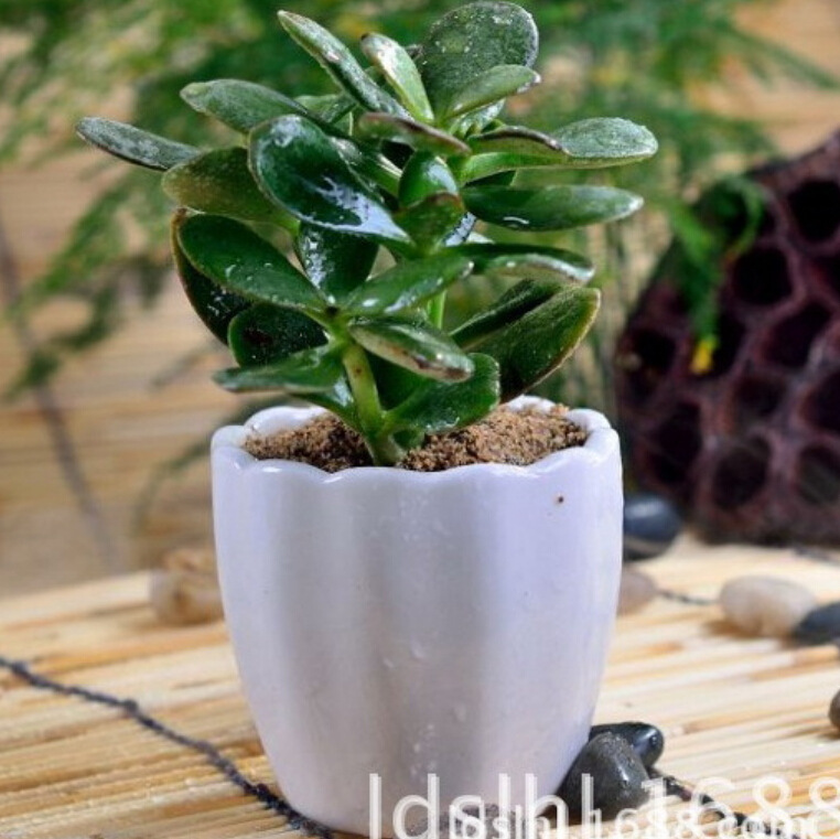 批发供应 花瓣形日式小花盆 72装ZAKKA花器 结实耐用桌面花盆