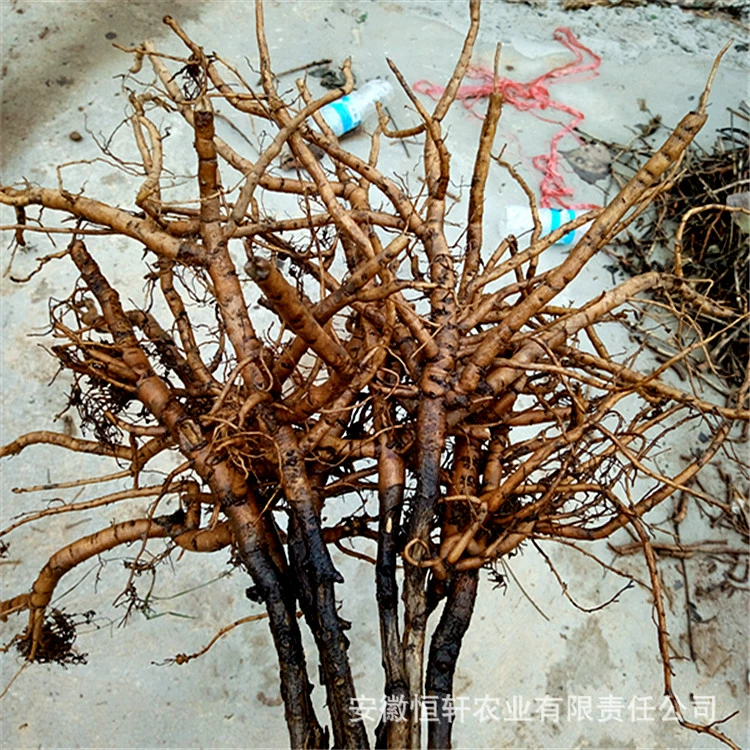 Большое количество оптовых лечебных саженцев пиона, фруктовых саженцев на трехлетние сырые саженцы, переговоры большое количество.