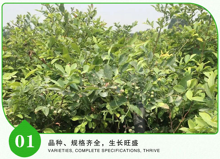4-蓝莓苗_15