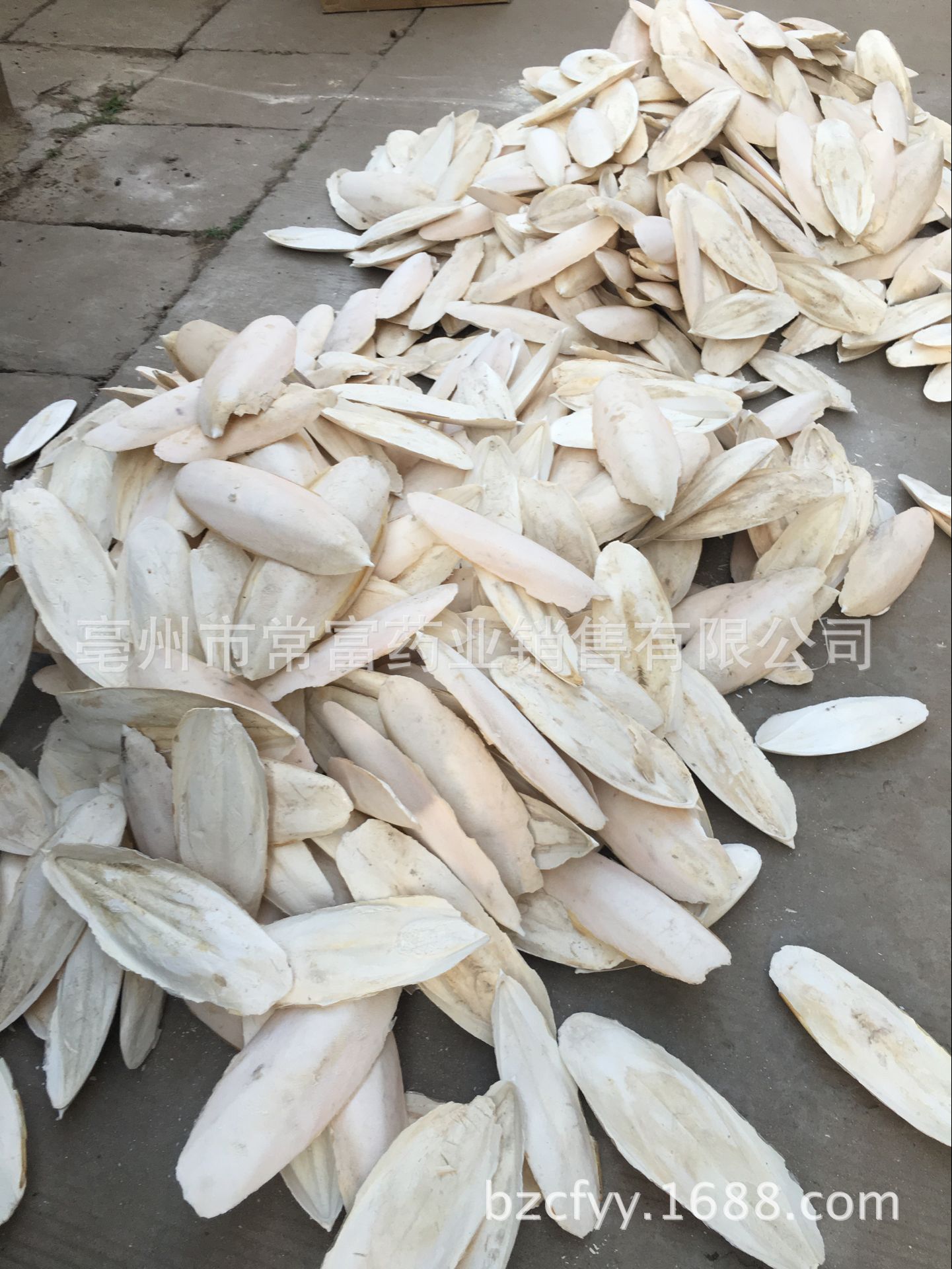 Cuttlebone Hai Piao Xiao 海螵蛸 Dried Cuttlefish Bone 500g Natural Sun Dried Whole Form quality and texture