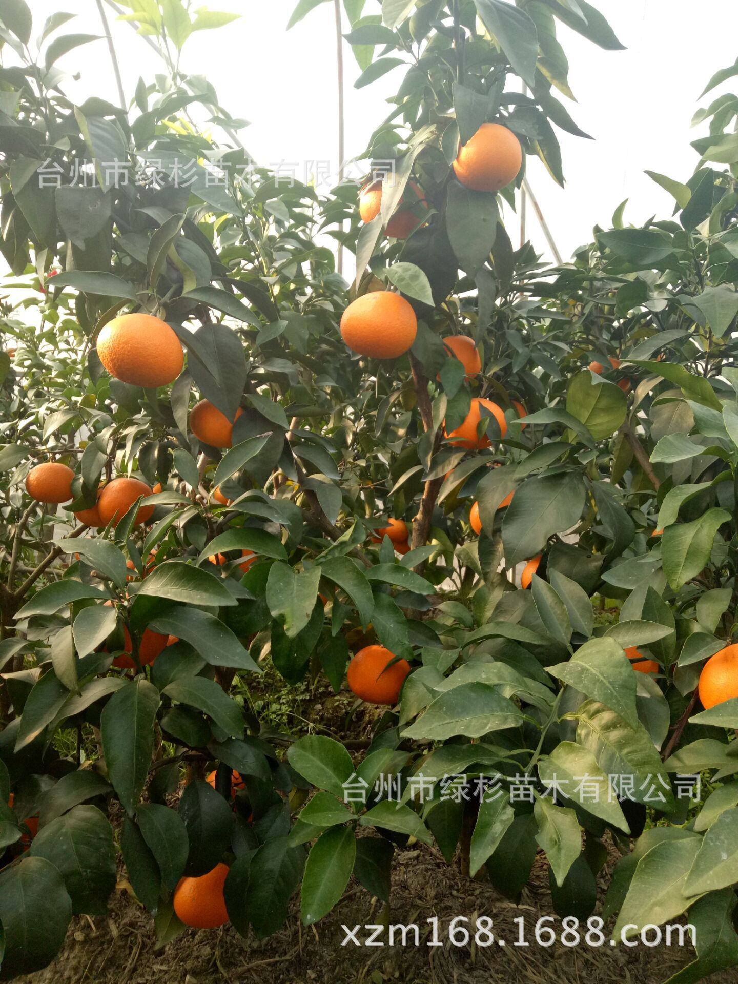 QQ图片203