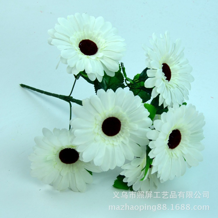 7头非洲菊16