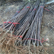 重庆果苗基地_重庆果苗基地价格_优质重庆果